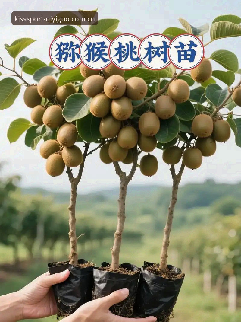 奇异果体育好用吗 奇异果体育好用吗?2025实用指南与必备知识